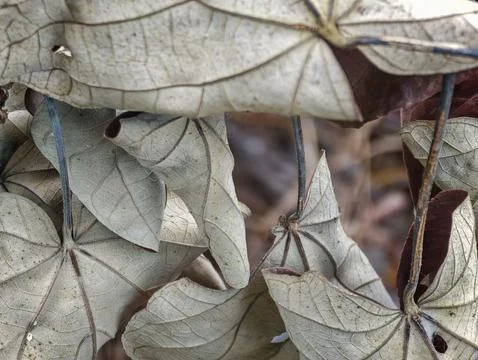 Macro abstract composition of dried withered leaves Stock Photos