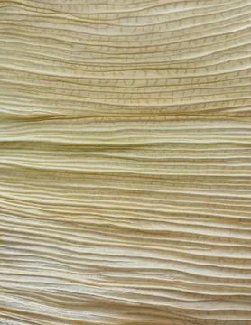 Macro abstract of dried corn leaf, background Stock Photos