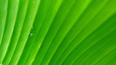 Macro Abstract Green Leaf Texture with Diagonal Veins and Water Drops Background Stock Photos