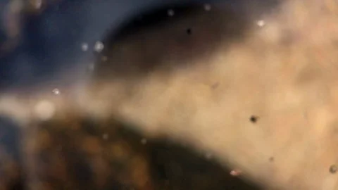 Macro abstract of ocean tide pool as tide comes in Stock Footage 100607073