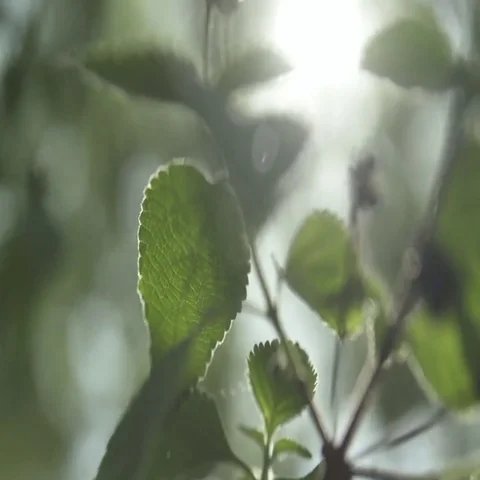 Macro abstract rack focus through leaves Video stock 69454611