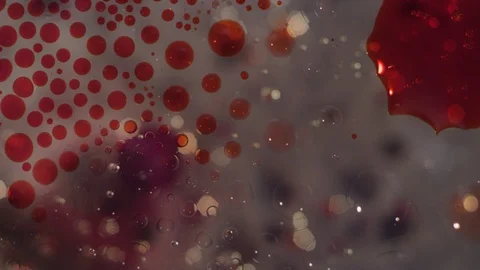 Macro abstract red and clear liquid cells floating texture background Video stock 118281260