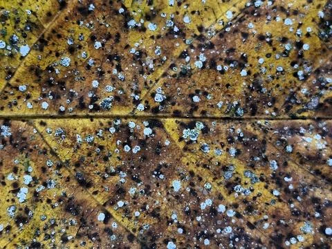 Macro Abstract Speckled Yellow Leaf Texture Organic Pattern Background Stock Photos