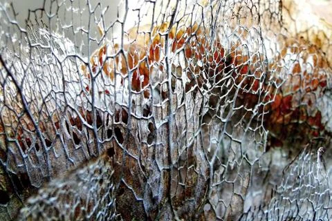 Macro of the Abstract Structure of the Old Leaf Vein Stock Photos