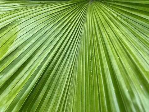 Macro abstract texture of a pleated green tropical palm leaf. Stock Photos