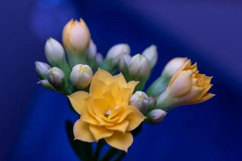 Macro abstract view of tiny yellow kalanchoe flowers Stock Photos