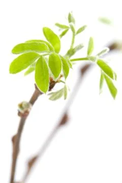 Macro of acacia spring Stock Photos