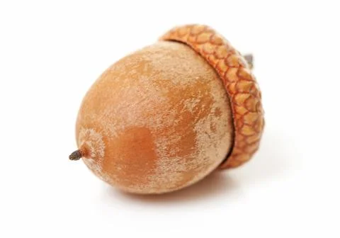 Macro of acorn Stock Photos