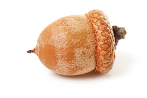 Macro of acorn Stock Photos