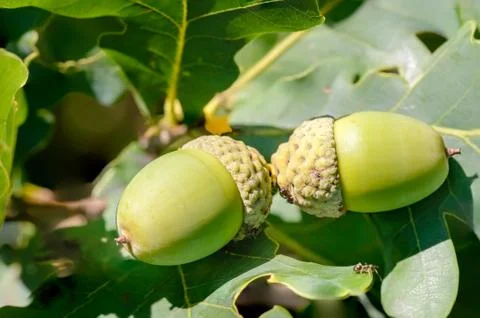 Macro of Acorn 写真素材