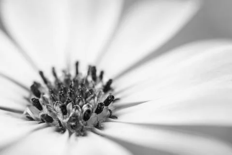 Macro of an African daisy Stock Photos