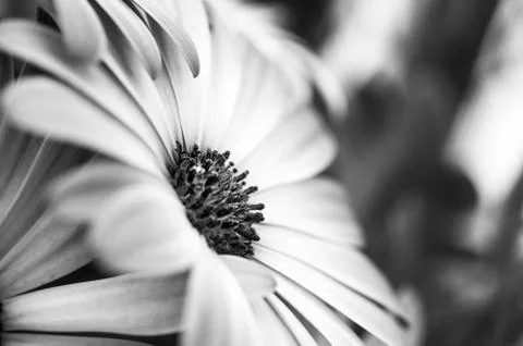 Macro of an African daisy Stock Photos