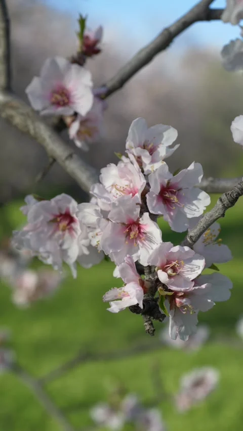 Macro almond flower on tree branch in spring sunlight. Almond blossom represents Video stock 329767044