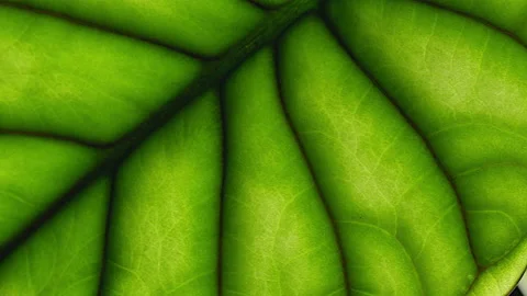 Macro of an Alocasia Dragon Scale leaf, the camera moves along the texture of an Stock Footage 228575158