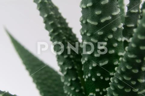 Macro of aloe like green leaves of Haworthia attenuata Stock Photos