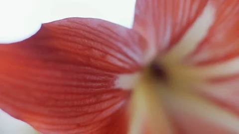 Macro of Amaryllis flower Stock Footage 121618734