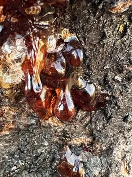Macro of Amber Tree Resin on Bark Foto stock