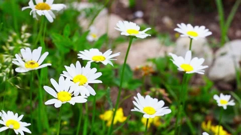 Macro and close-up of daisy flowers and plants in windy weather and sunlight Stock Footage 134050210