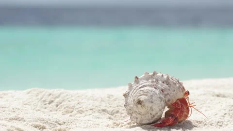 Macro and close-up of Hermit crab with beautiful shell on white sand Видео 164236458