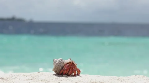 Macro and close-up of Hermit crab with beautiful shell on white sand Stock Footage 164237519