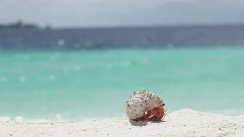 Macro and close-up of Hermit crab with beautiful shell on white sand Stock Footage 164237731
