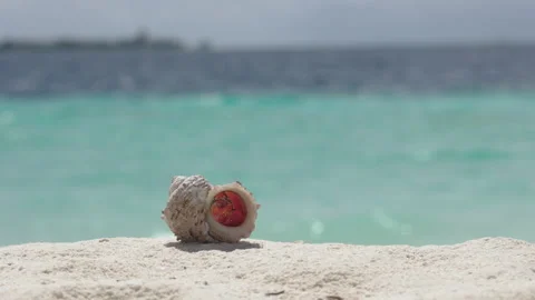 Macro and close-up of Hermit crab with beautiful shell on white sand Stock Footage 164238127