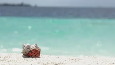Macro and close-up of Hermit crab with beautiful shell on white sand Stock Footage 168692796