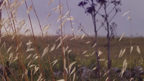 Macro and panning of wheat moved by the wind in slow motion during summer sunset Video stock 136916628