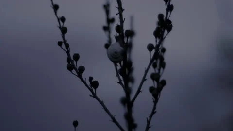 Macro and tilting of a snail moving on a plant in slow motion at evening Video stock 136924968