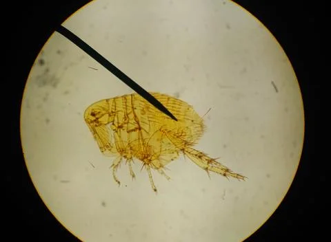Macro animal parasite find with microscope. Stock Photos