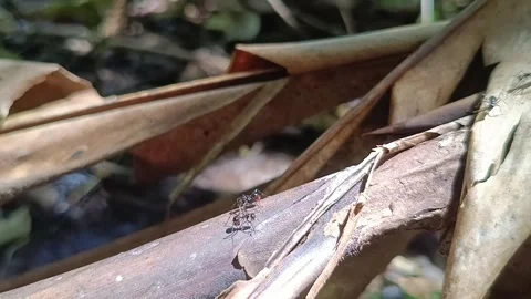 Macro Ant Activity: Busy Forest Ants on the Move Видео 332050859