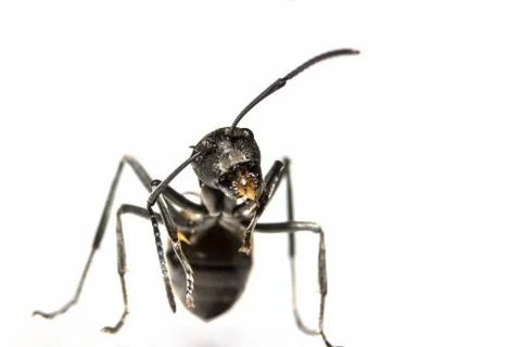 Macro Ant black Stock Photos