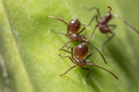 Macro Ant Brown Stock Photos
