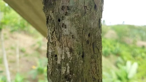 Macro of Ant Colony Activity (Formicidae) on Textured Tree Bark Pole, 4K UHD Vídeos de archivo 236159834