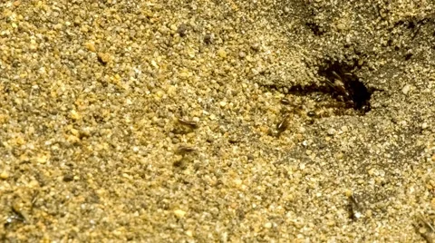 Macro of ant colony crawling very fast as they clear sand and soil from ant Stock Footage 59314713