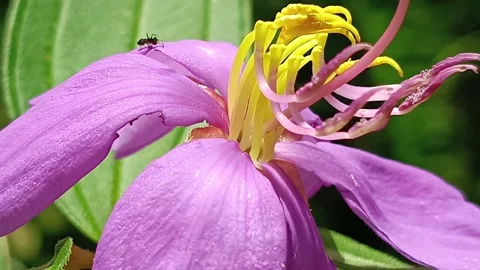 Macro Ant Crawling Between Purple Flower Petals in Tropical Garden Видео 332604024