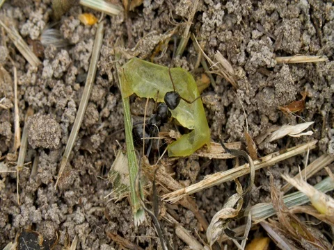 Macro ant eating grape Stock Footage 76155494