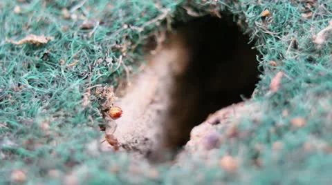 Macro - ant hole emergence Stock Footage 10900199