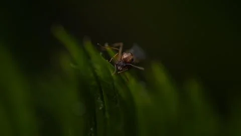 Macro of a ant in a leaf with a big close up Stock Photos