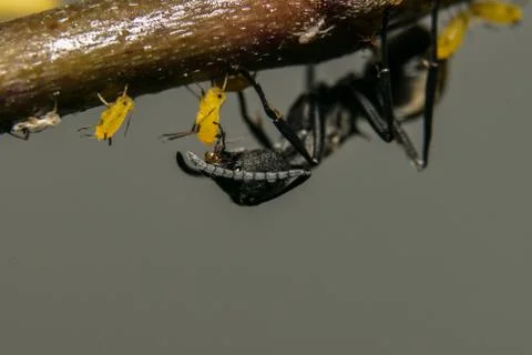Macro Ant living Stock Photos