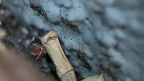 Macro - ant path Stock Footage 10900208