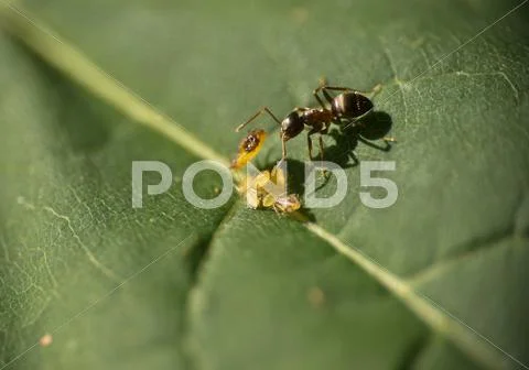 Macro Ant Stock Photos