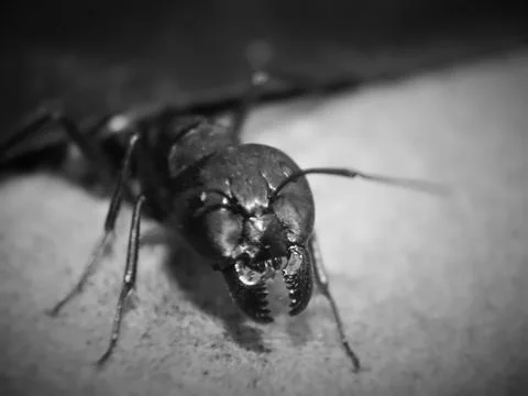 Macro of ant Stock Photos