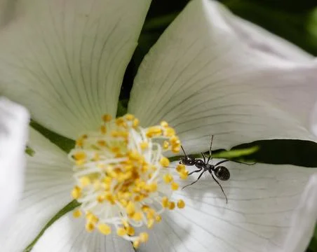 Macro of an ant Photos