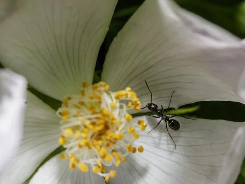 Macro of an ant 库存照片