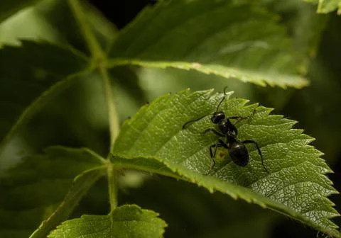 Macro of an ant 库存照片