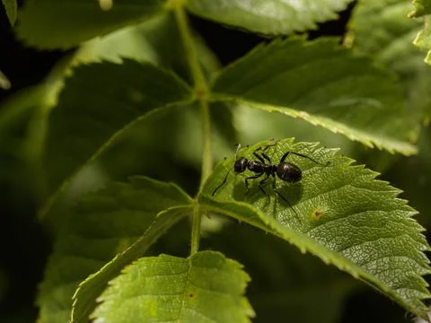 Macro of an ant 写真素材