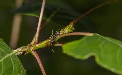 Macro of an ant Foto stock