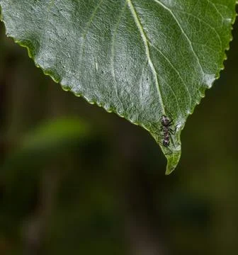 Macro of an ant Fotos Stock