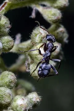 Macro of an ant Photos